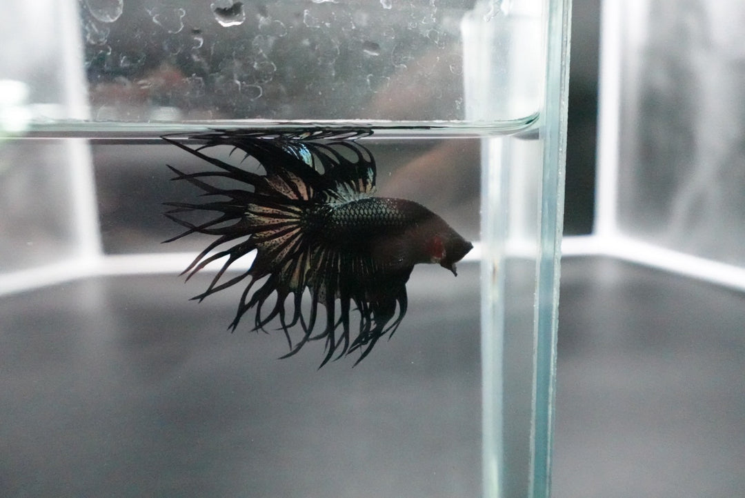 Rare King Crowntail Betta Fish