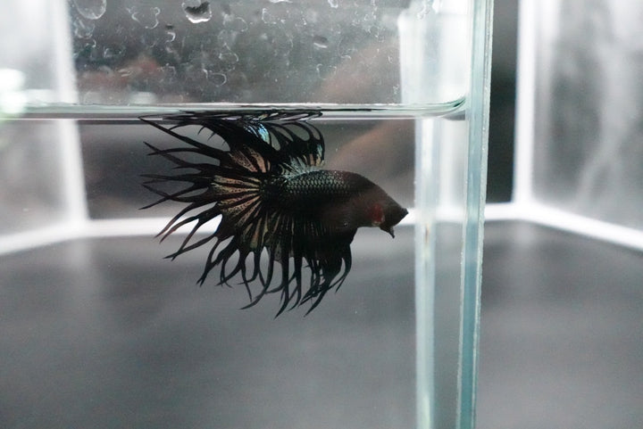 Rare King Crowntail Betta Fish