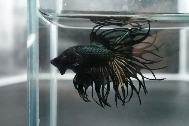 Rare King Crowntail Betta Fish