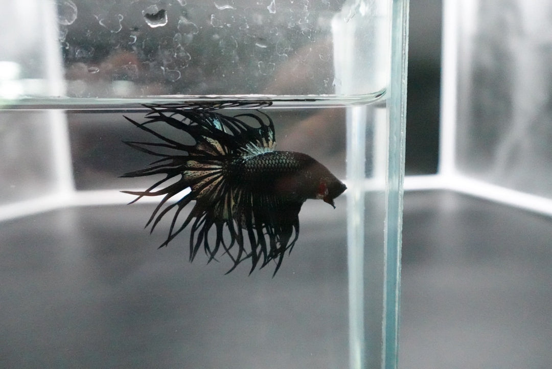 Rare King Crowntail Betta Fish