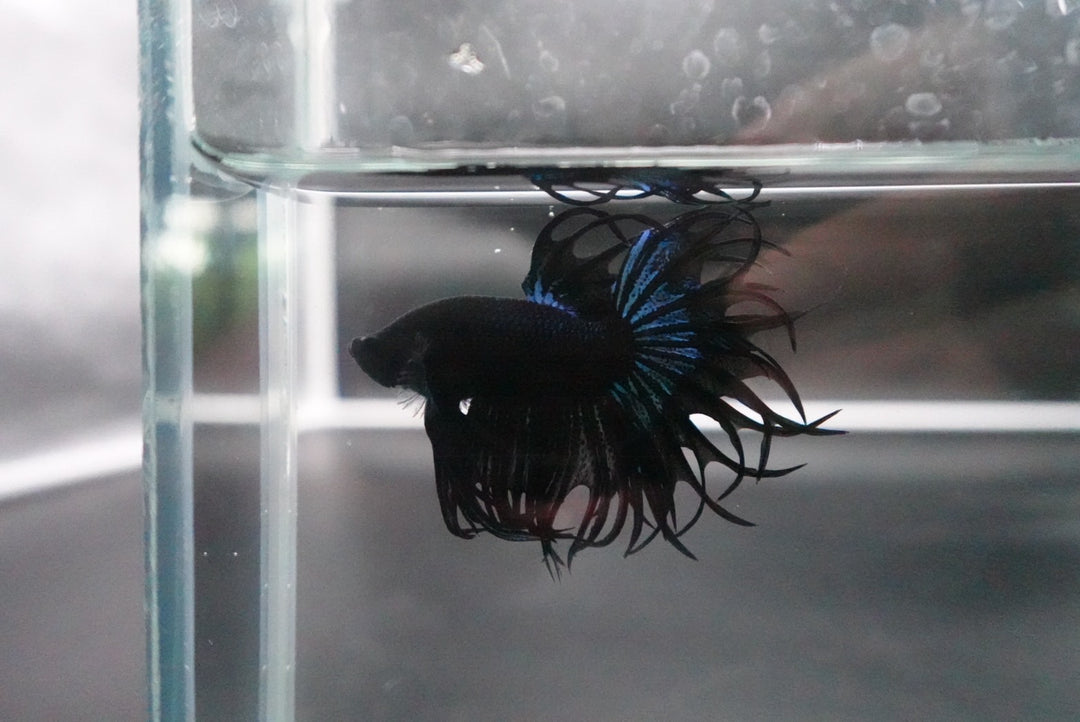 Rare King Crowntail Betta Fish