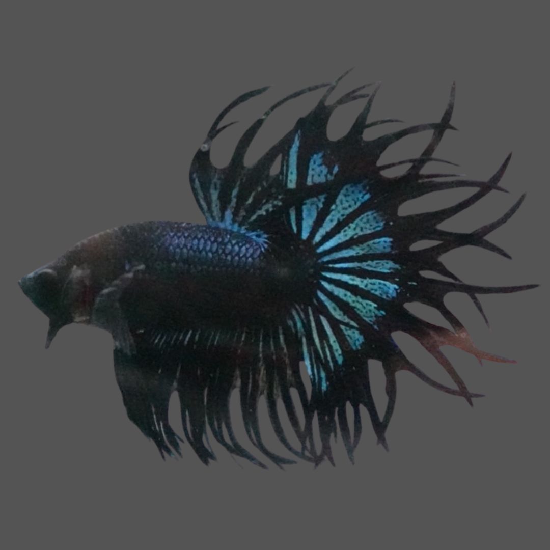 Rare King Crowntail Betta Fish