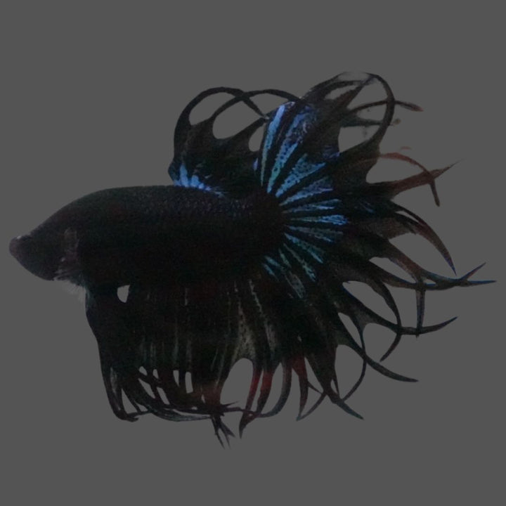Rare King Crowntail Betta Fish