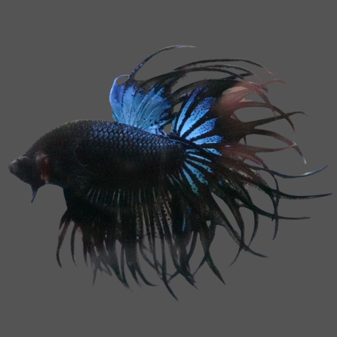 Rare King Crowntail Betta Fish