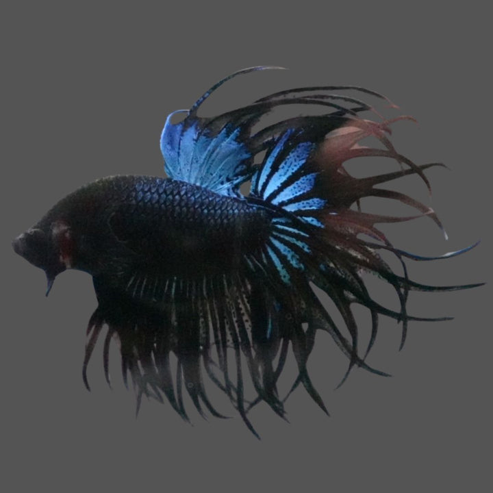 Rare King Crowntail Betta Fish
