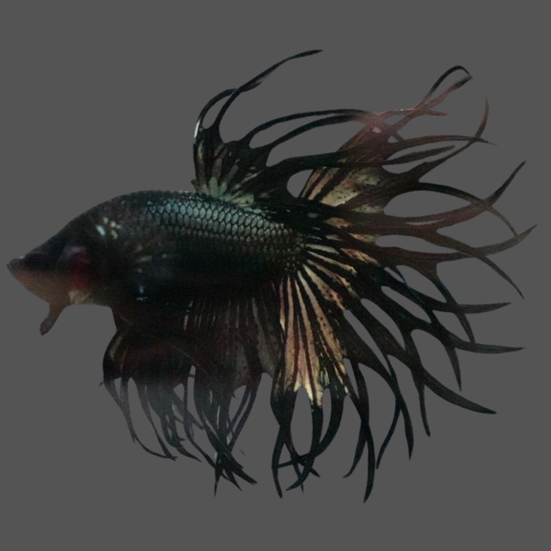 Rare King Crowntail Betta Fish