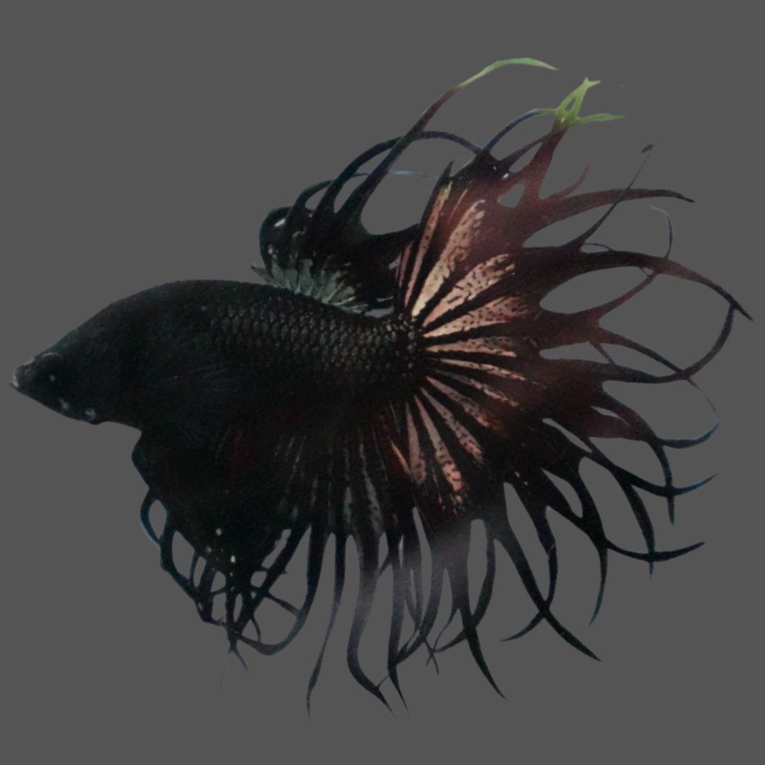 Rare King Crowntail Betta Fish