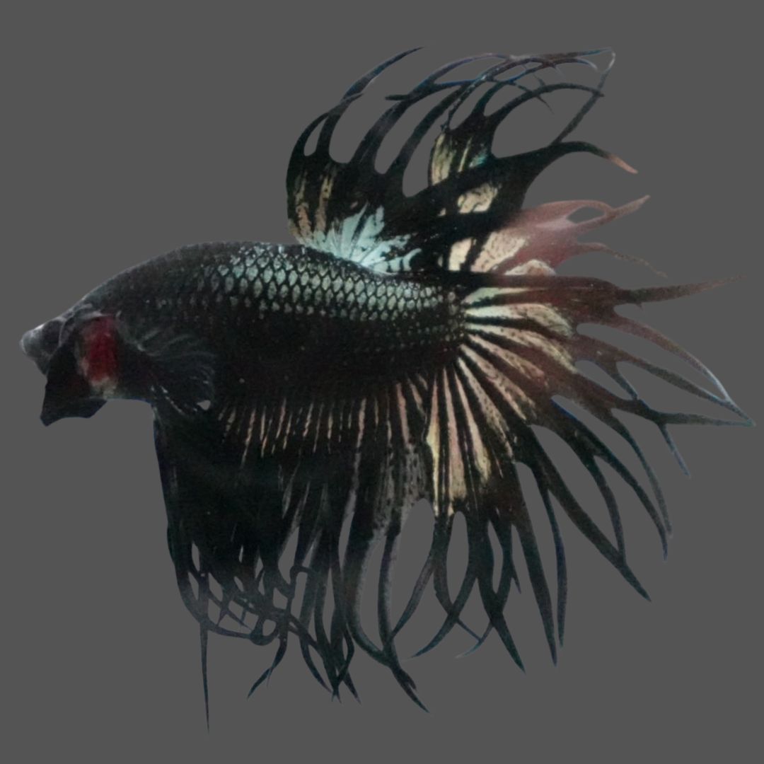 Rare King Crowntail Betta Fish