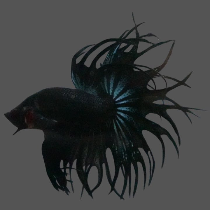 Rare King Crowntail Betta Fish