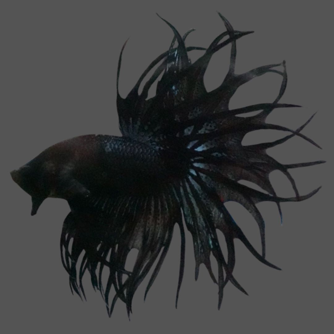 Rare King Crowntail Betta Fish