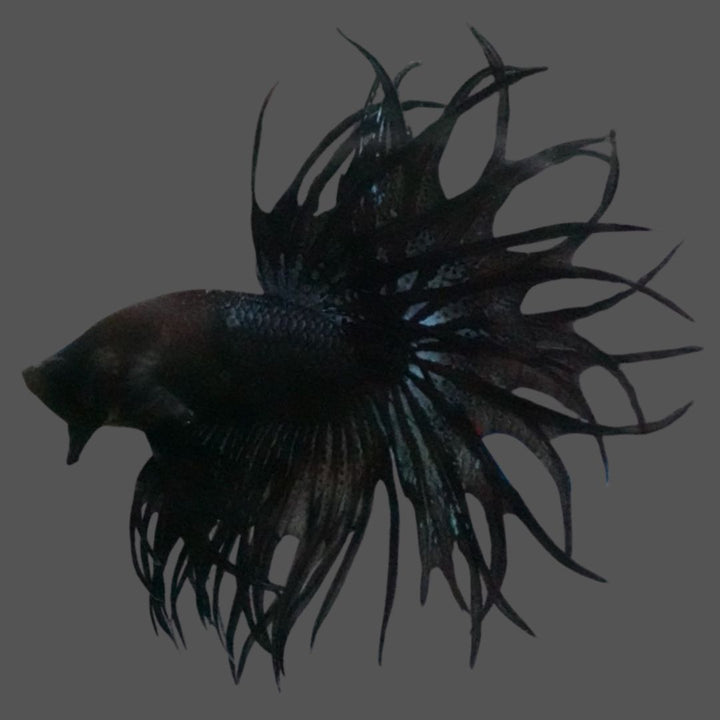 Rare King Crowntail Betta Fish