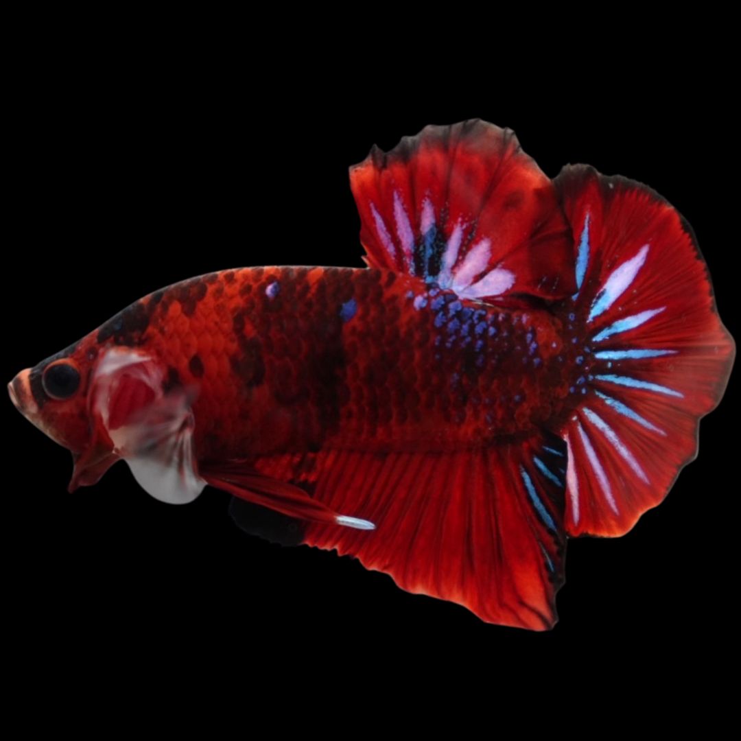 Rare Koi Multicolors Betta Fish