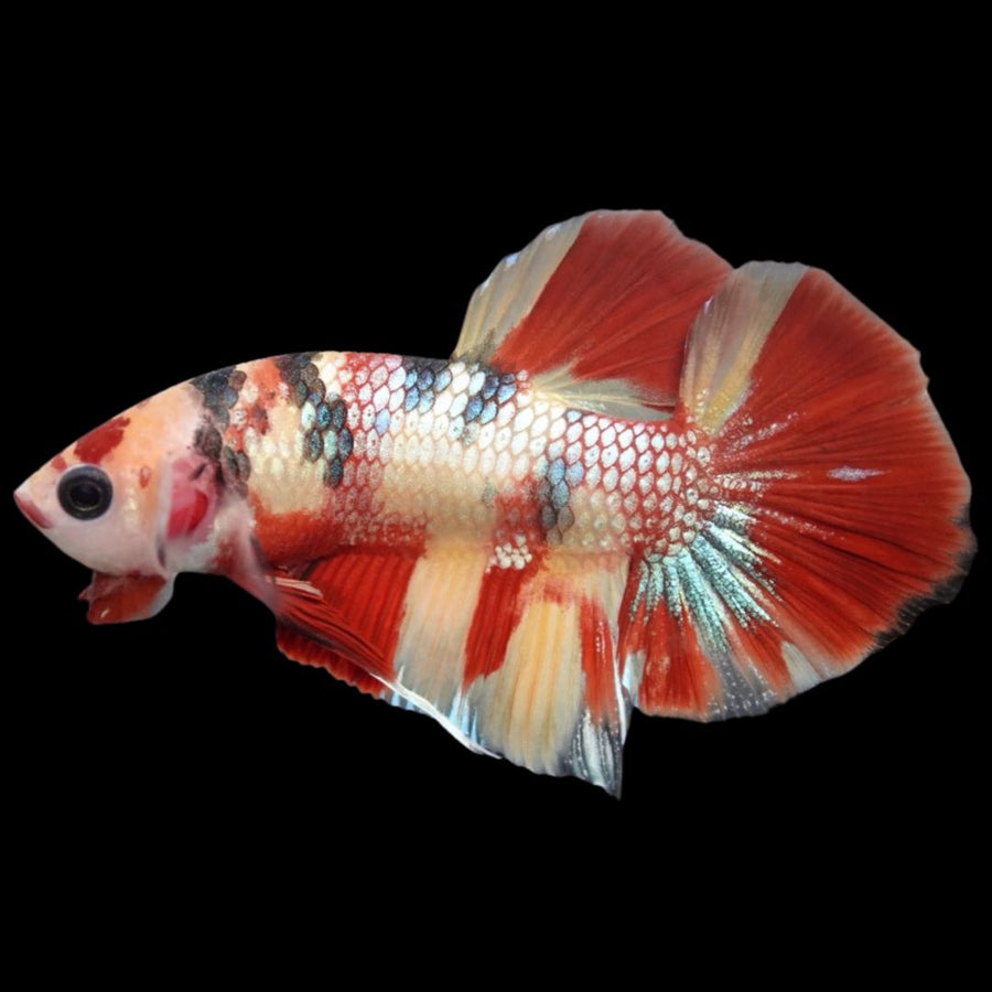 Rare Koi Multicolors Betta Fish (Male)