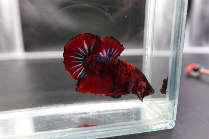 Rare Koi Multicolors Betta Fish