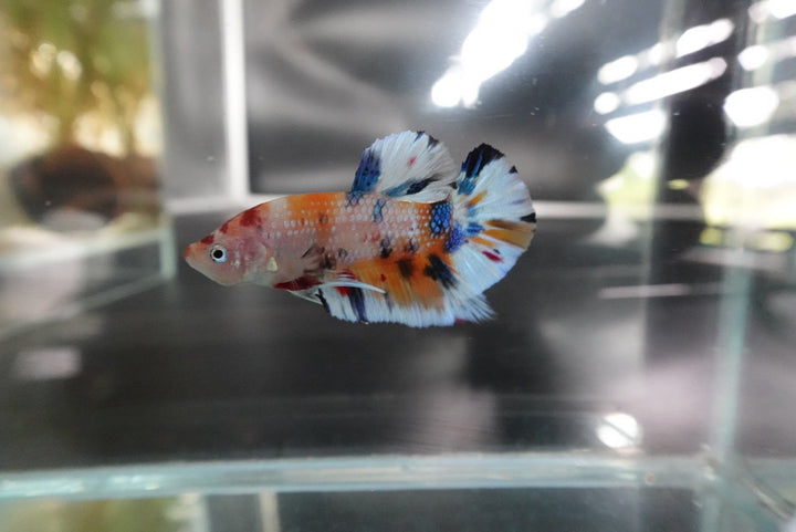 Rare Koi Multicolors Betta Fish