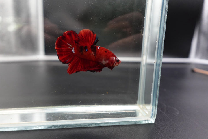Rare Koi Multicolors Betta Fish