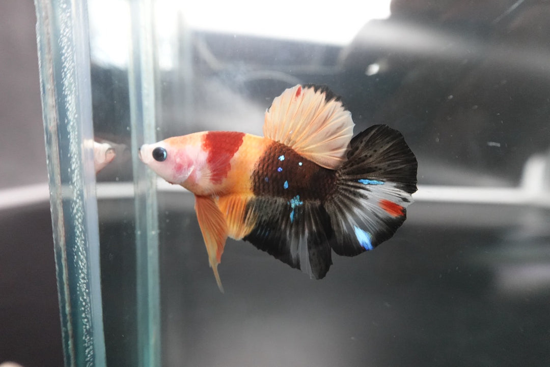 Rare Koi Multicolors Betta Fish