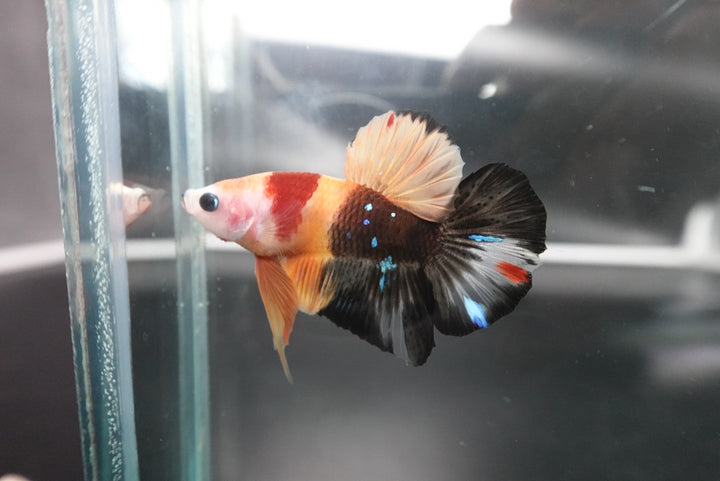 Rare Koi Multicolors Betta Fish