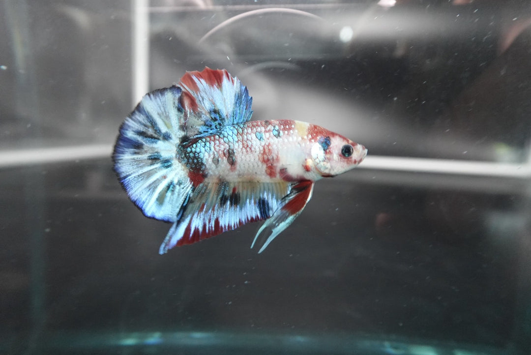 Rare Koi Multicolors Betta Fish