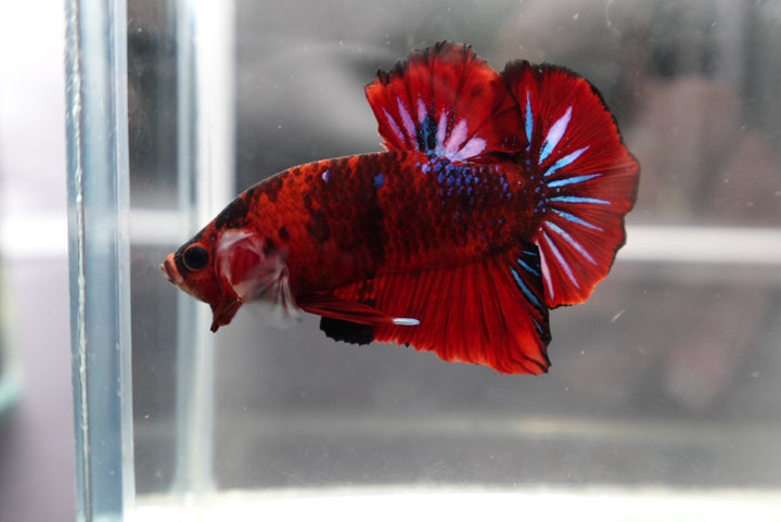 Rare Koi Multicolors Betta Fish