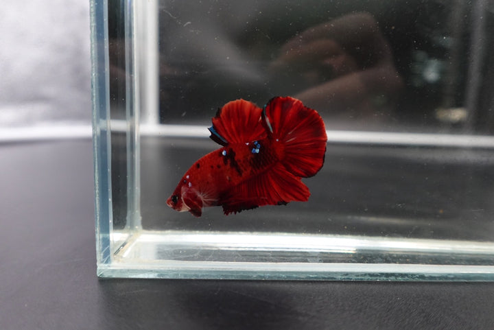 Rare Koi Multicolors Betta Fish