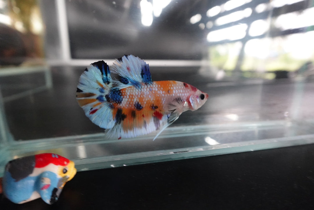 Rare Koi Multicolors Betta Fish