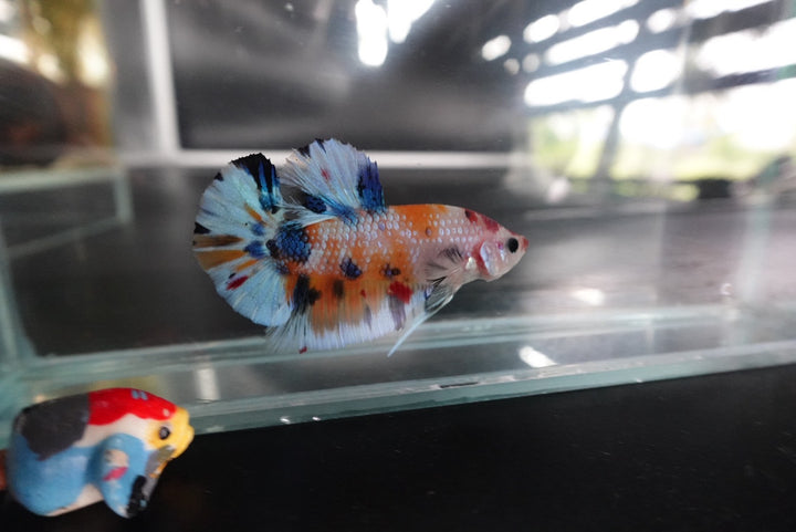 Rare Koi Multicolors Betta Fish