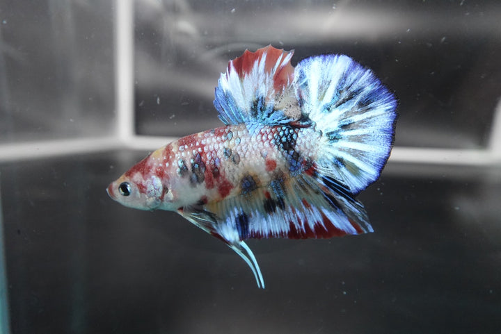 Rare Koi Multicolors Betta Fish
