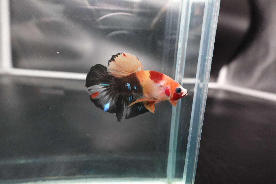 Rare Koi Multicolors Betta Fish