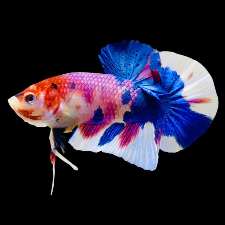 Rare Koi Multicolors Betta Fish