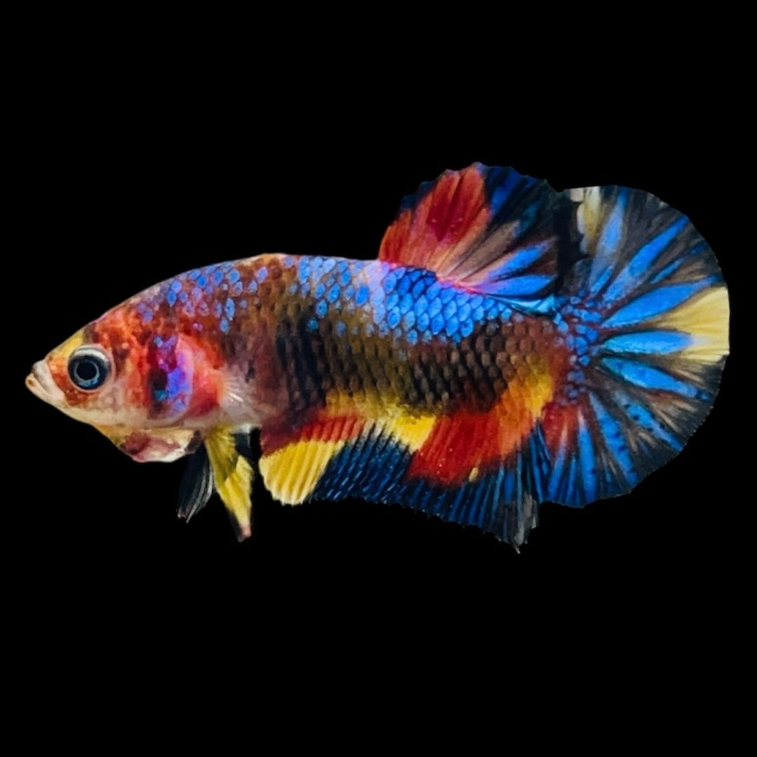 Rare Koi Multicolors Betta Fish
