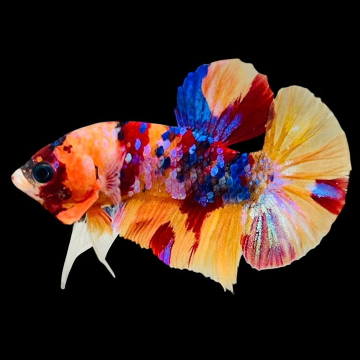 Rare Koi Multicolors Betta Fish
