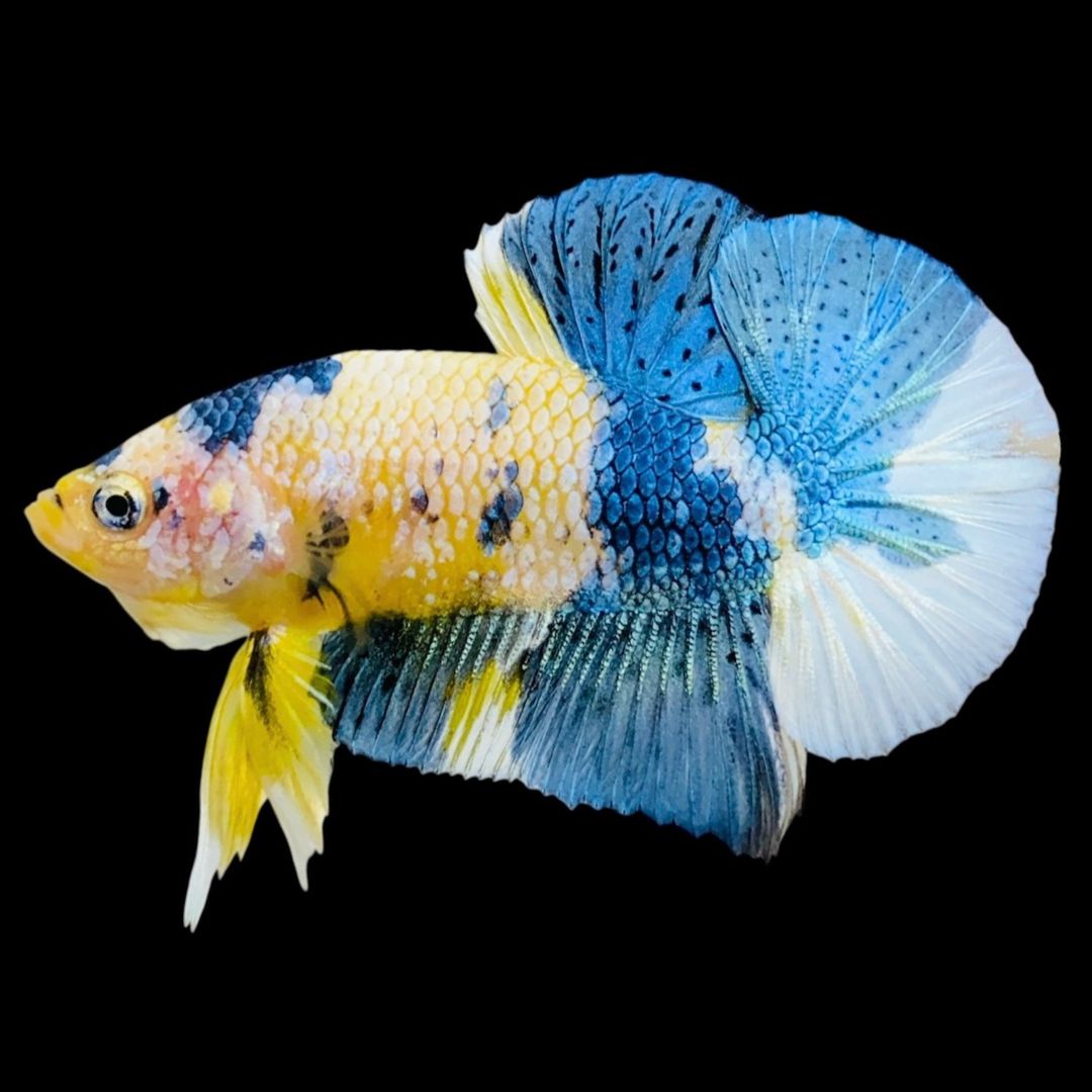 Rare Koi Multicolors Betta Fish