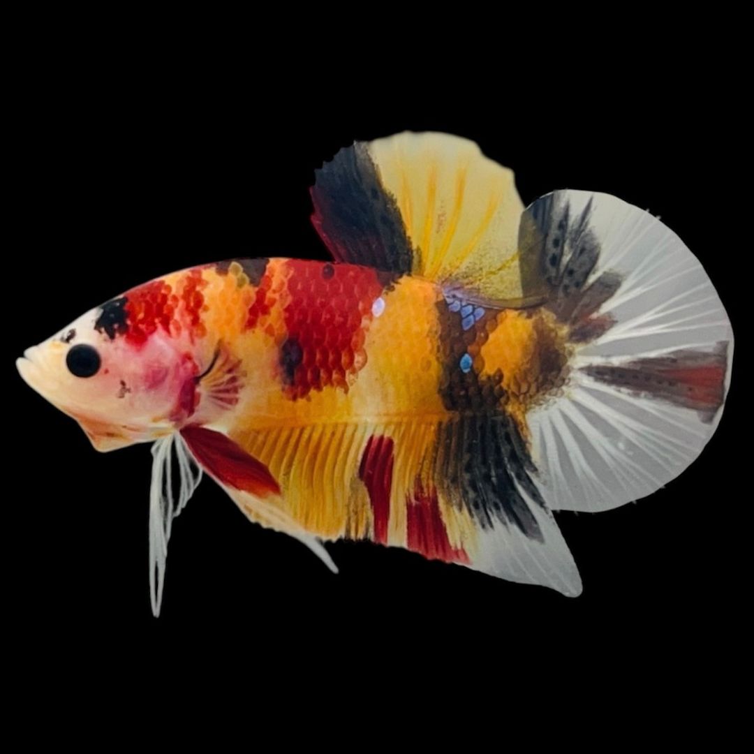 Rare Koi Multicolors Betta Fish