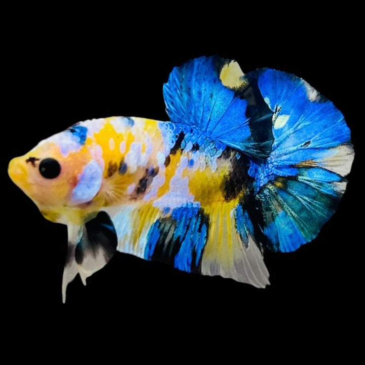 Rare Koi Multicolors Betta Fish