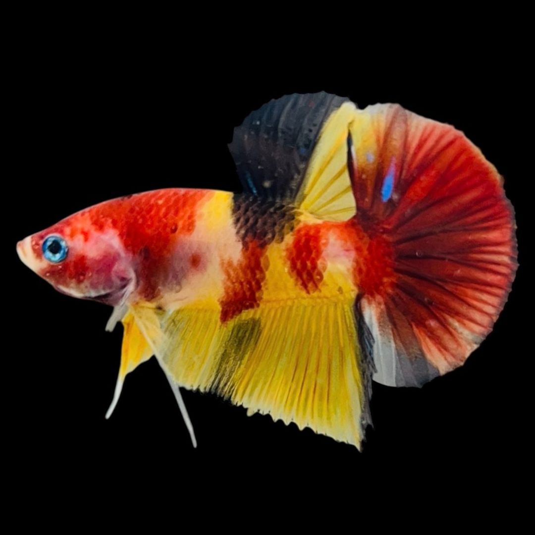 Rare Koi Multicolors Betta Fish