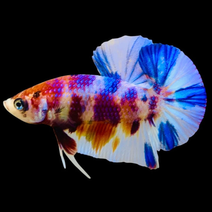 Rare Koi Multicolors Betta Fish