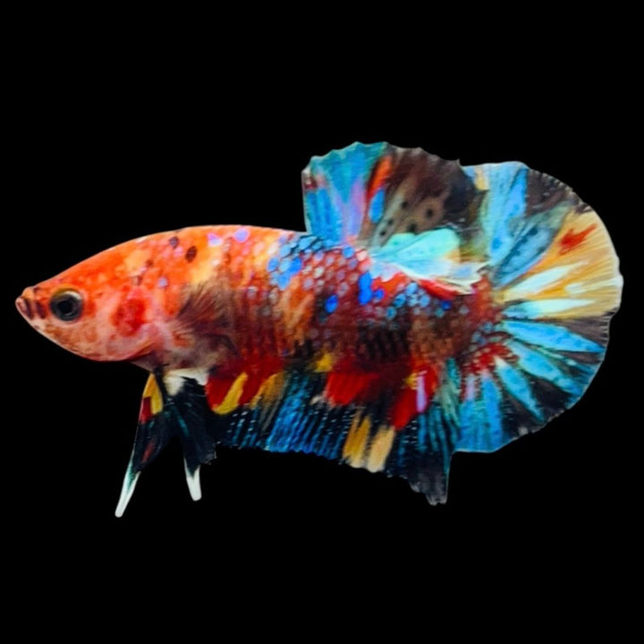 Rare Koi Multicolors Betta Fish