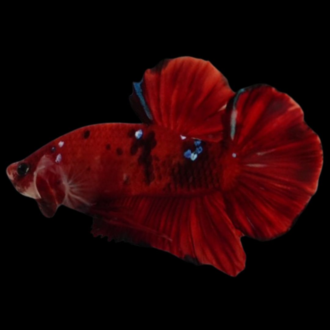 Rare Koi Multicolors Betta Fish