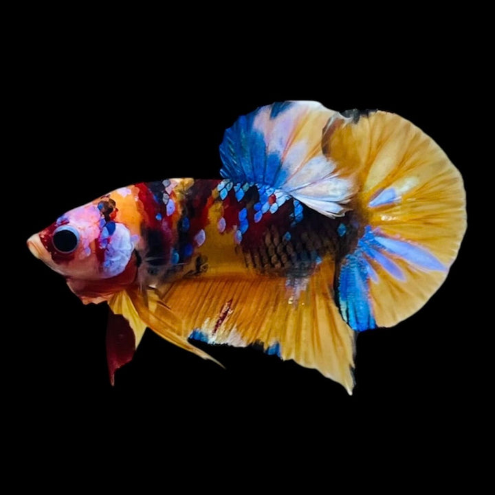 Rare Koi Multicolors Betta Fish