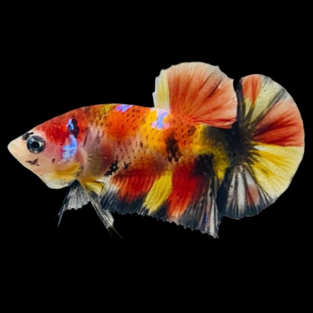 Rare Koi Multicolors Betta Fish