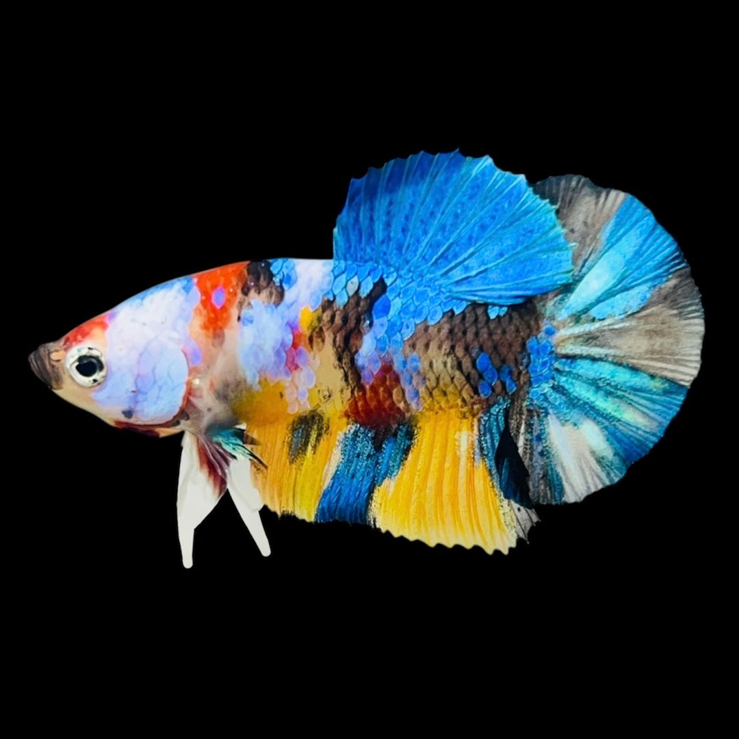 Rare Koi Multicolors Betta Fish