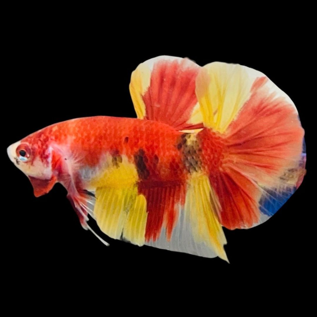 Rare Koi Multicolors Betta Fish