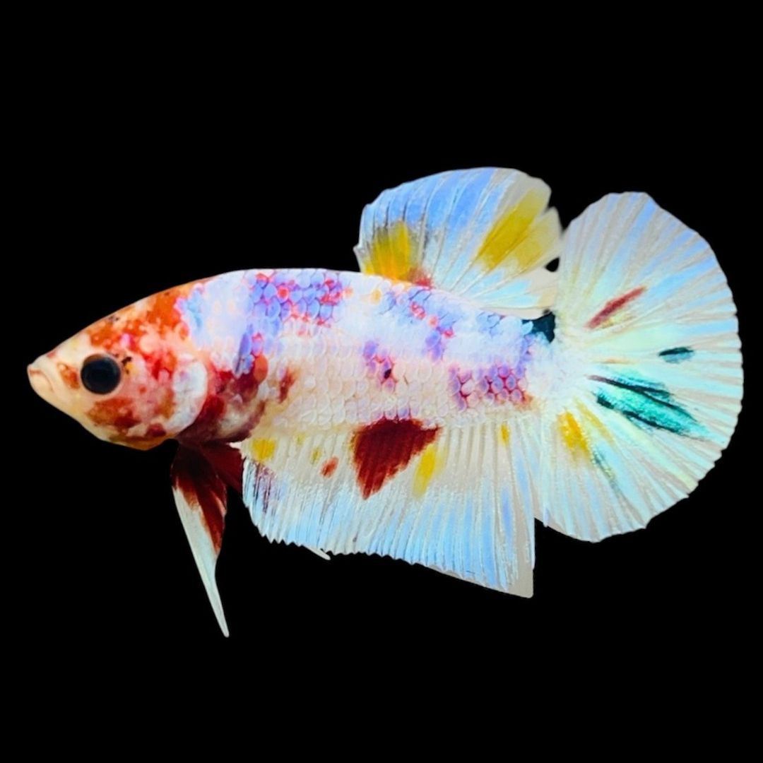 Rare Koi Multicolors Betta Fish