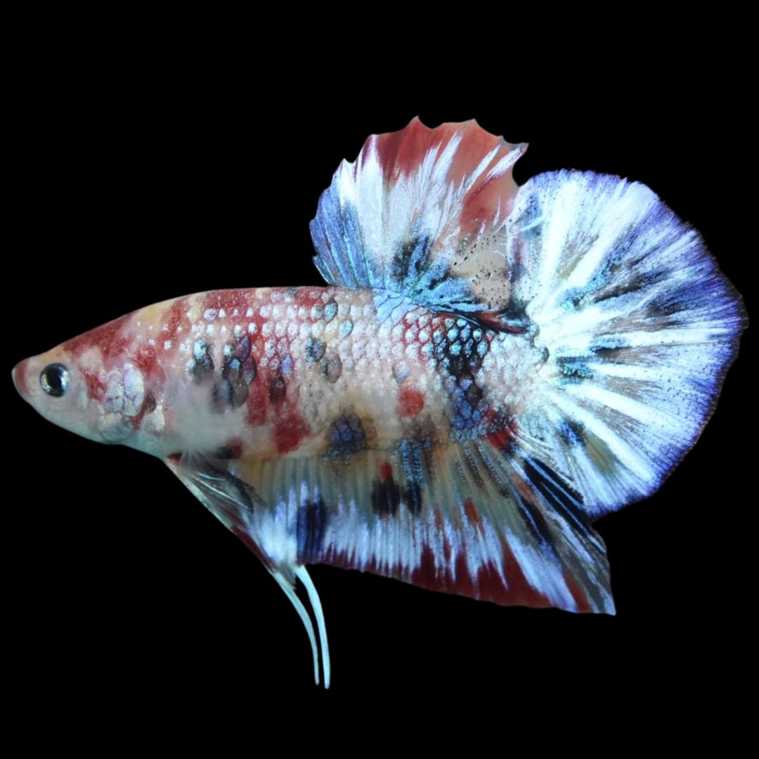 Rare Koi Multicolors Betta Fish