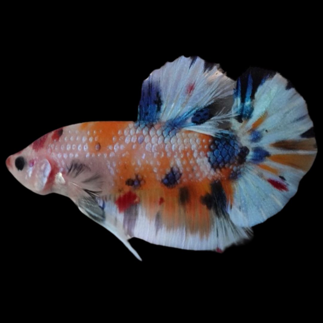 Rare Koi Multicolors Betta Fish