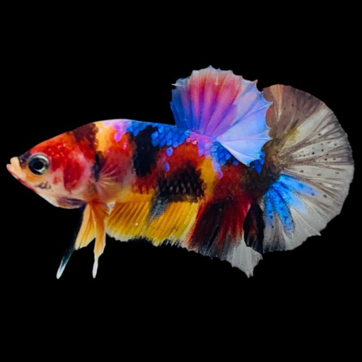 Rare Koi Multicolors Betta Fish