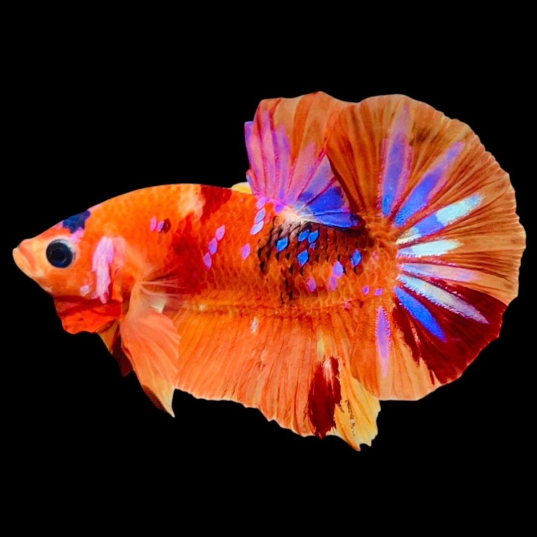 Rare Koi Multicolors Betta Fish