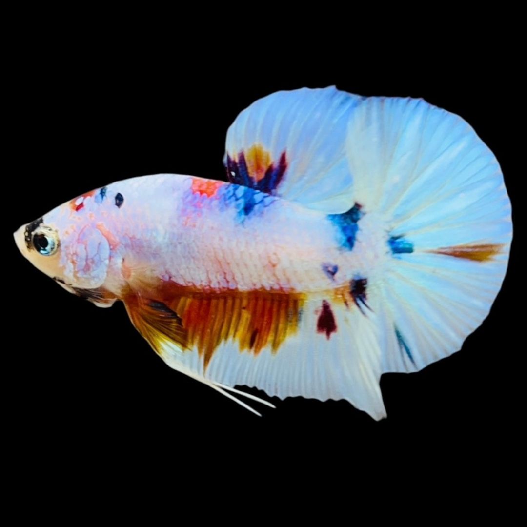 Rare Koi Multicolors Betta Fish