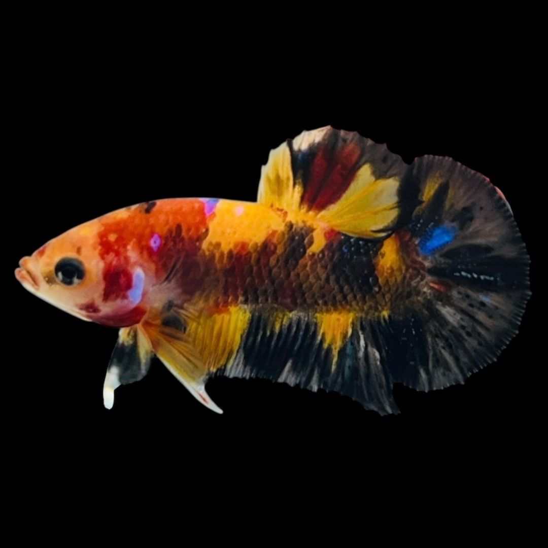 Rare Koi Multicolors Betta Fish